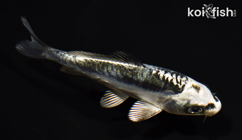 4.25" KIKOKURYU