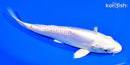 7.25" DOITSU PLATINUM OGON