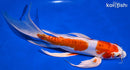 11" KIKUSUI BUTTERFLY
