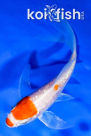 4" GINRIN HARIWAKE BUTTERFLY