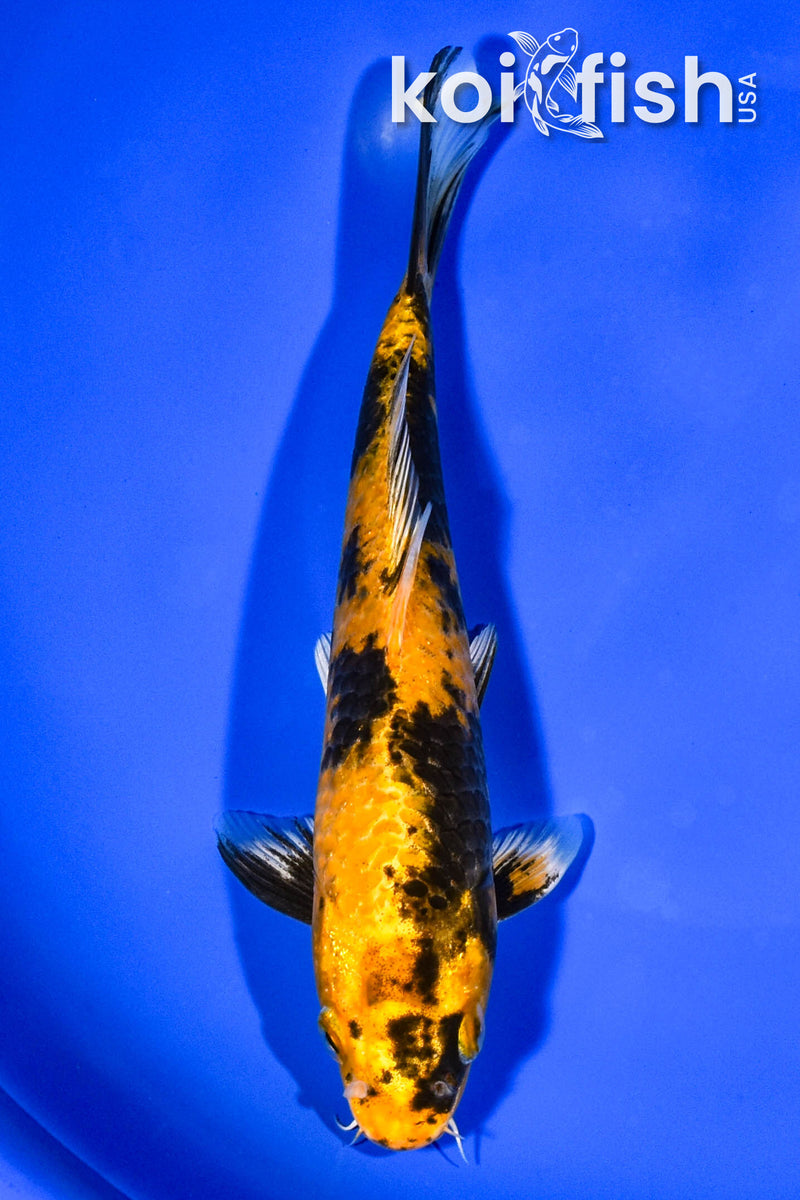 7.5" KIN KI UTSURI