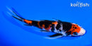 6.5" SHOWA BUTTERFLY