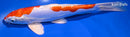 9" KIKUSUI