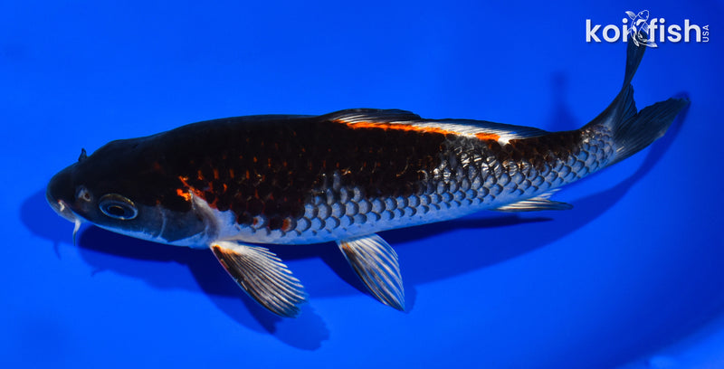 7.5" GINRIN BENI GINGA