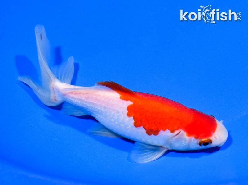 5.75" SARASA WAKIN GOLDFISH