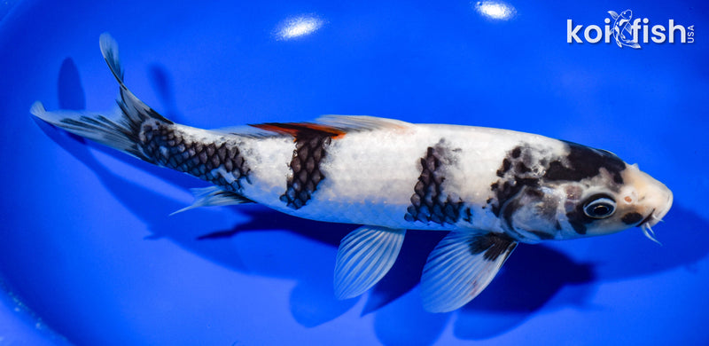 9.25" SHIRO UTSURI