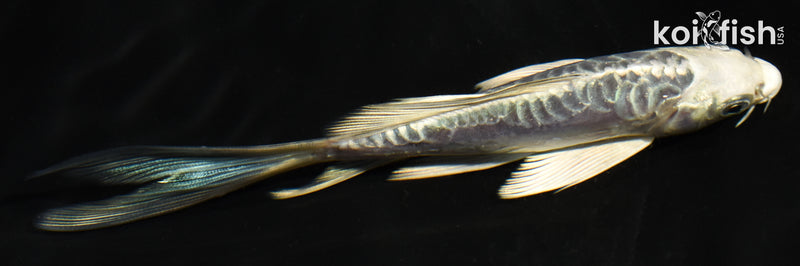 5.5" ARAGOKE KIKOKURYU BUTTERFLY