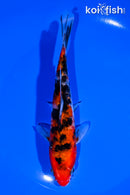6.25" DOITSU SANKE