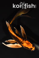 6" ARAGOKE BENI KIKOKURYU BUTTERFLY