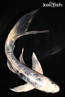 5.75" GIN SHIRO BEKKO BUTTERFLY