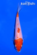 5.5" KOHAKU