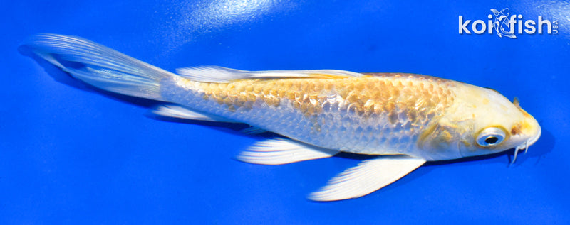 5.5" GINRIN LEMON HARIWAKE BUTTERFLY