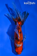5.75" CALICO WAKIN GOLDFISH