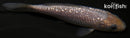 4.25" GINRIN SORAGOI