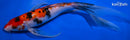 9.5" SANKE BUTTERFLY