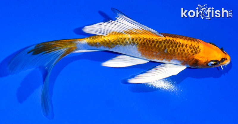 5.5" KUJAKU BUTTERFLY