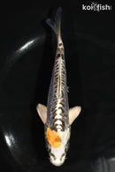 6" ARAGOKE BENI KIKOKURYU