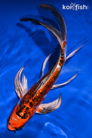 8" BENI KIKOKURYU BUTTERFLY