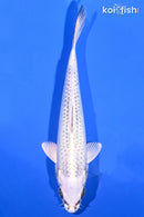 7.75" GIN MATSUBA