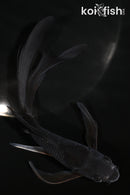 6.25" OCHIBA SHIGURE BUTTERFLY