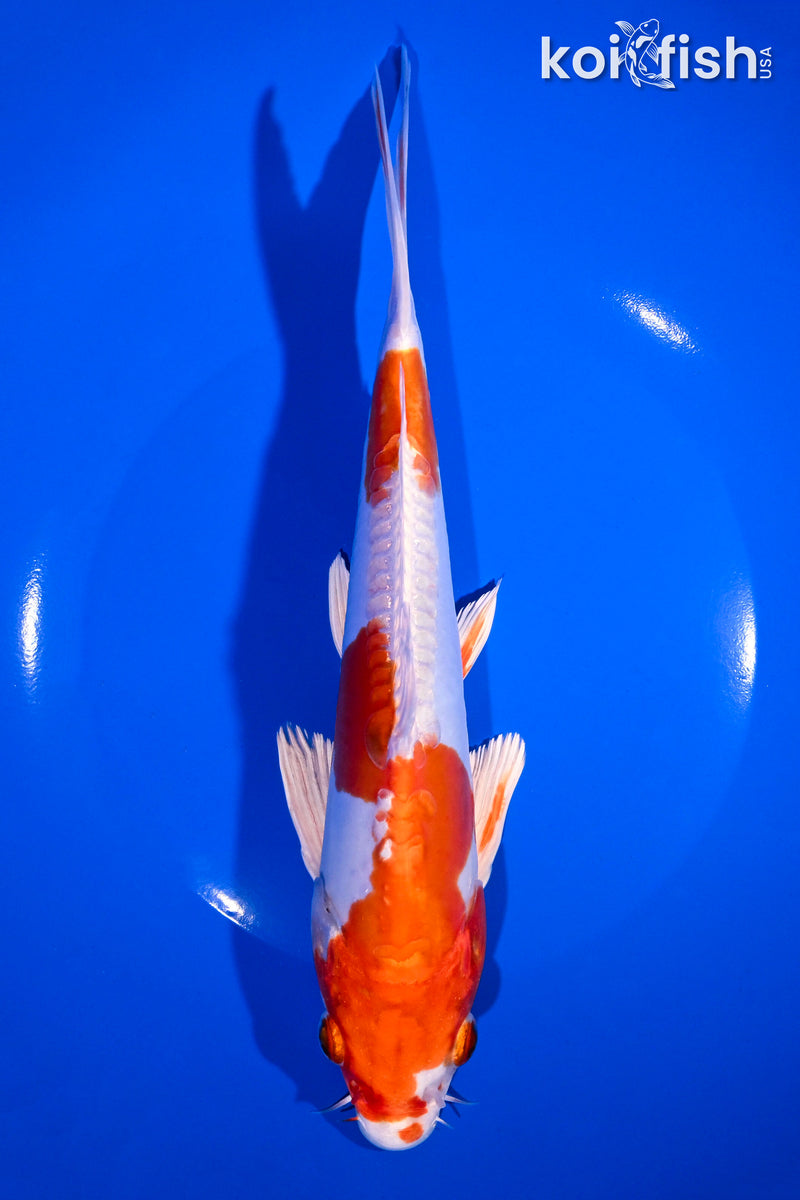9" KIKUSUI