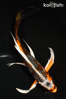 7" BENI GINGA BUTTERFLY