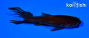 5.5" WATONAI GOLDFISH