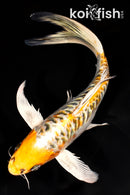 10" ARAGOKE KUJAKU BUTTERFLY