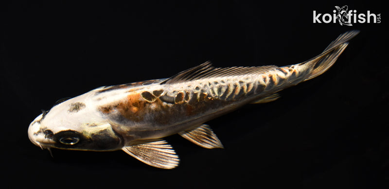 7.25" BENI KIKOKURYU