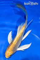 5.5" GINRIN YAMABUKI OGON BUTTERFLY