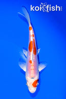6.25" KIKUSUI