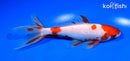 5.75" SARASA WAKIN GOLDFISH