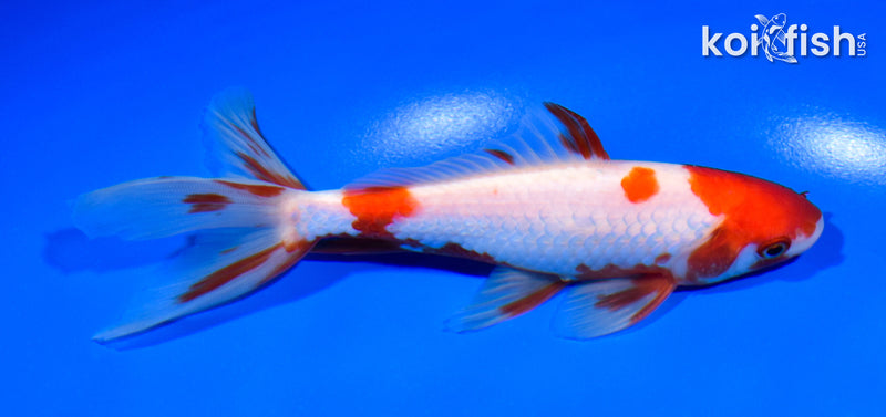 5.75" SARASA WAKIN GOLDFISH