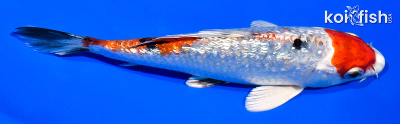 5.5" GINRIN YAMATO NISHIKI