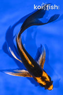 5.5" KIN ORENJI MATSUBA BUTTERFLY