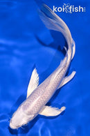7" PLATINUM OGON BUTTERFLY