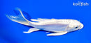 6.5" PLATINUM OGON BUTTERFLY