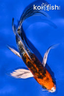 4.75" HEISEI NISHIKI BUTTERFLY