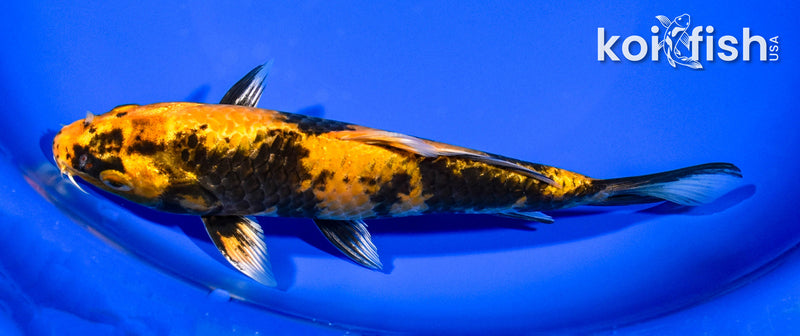7.5" KIN KI UTSURI