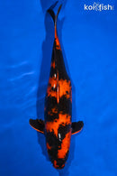 14.75" HI UTSURI