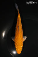 6.5" METALLIC CHAGOI