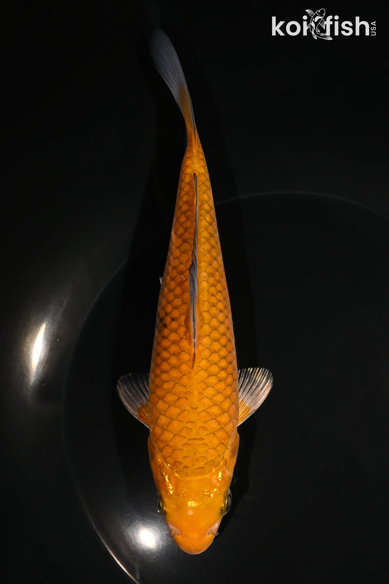 6.5" METALLIC CHAGOI