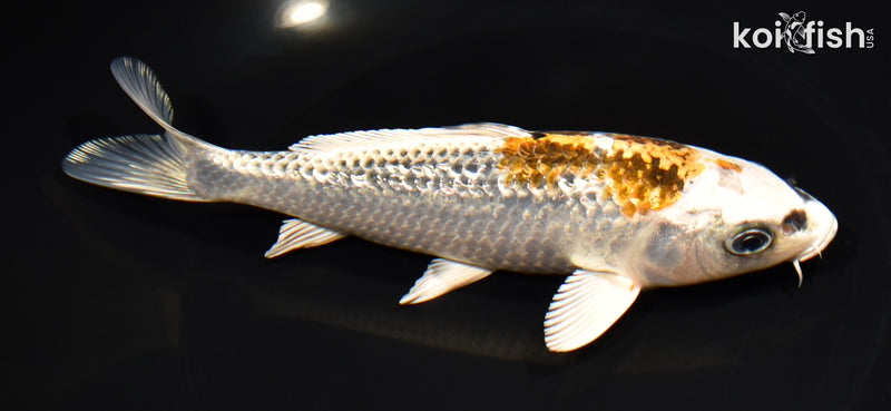 6.75" GINRIN KUJAKU