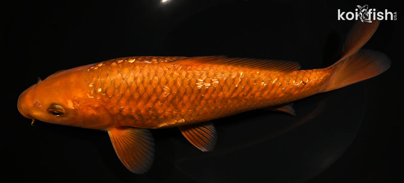 9.25" GINRIN CHAGOI