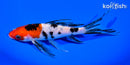 6.75" SANKE BUTTERFLY
