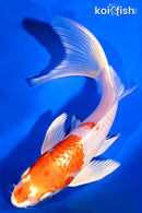7.5" HARIWAKE BUTTERFLY
