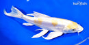 9.25" DOITSU LEMON HARIWAKE BUTTERFLY