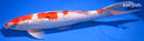 13.25" GINRIN SANKE