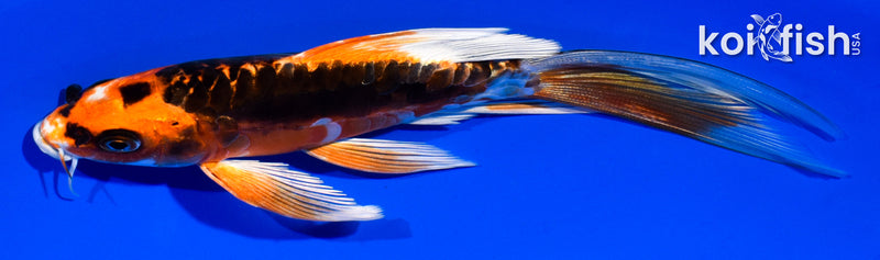 6" BENI KIKOKURYU BUTTERFLY