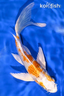 7.5" HARIWAKE BUTTERFLY